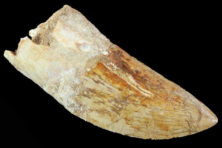 Bargain, Carcharodontosaurus Tooth - Serrated Blade #73076